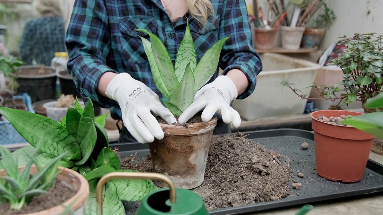 妇女在桌子上用铲子在花盆里种花。花商照顾花视频素材