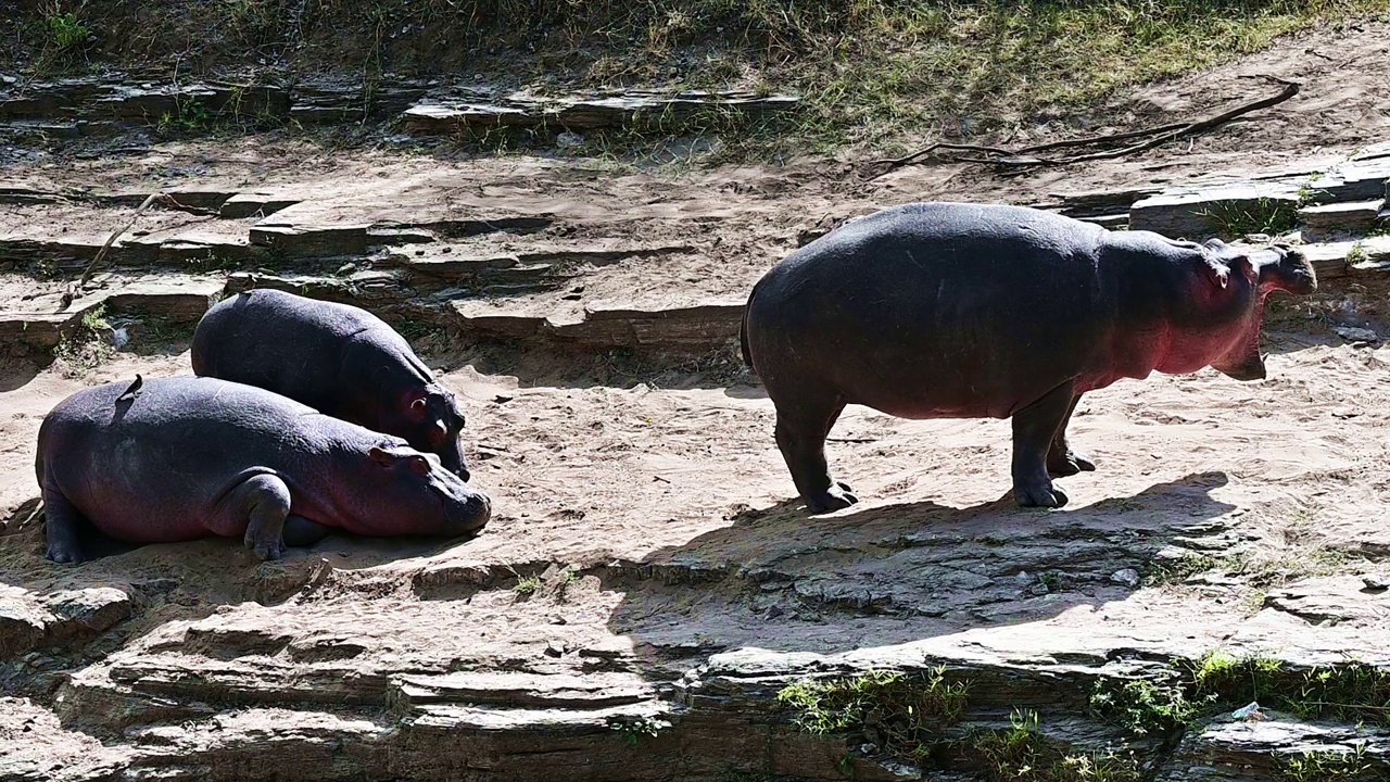 野生河马家族在阳光下晒太阳视频下载