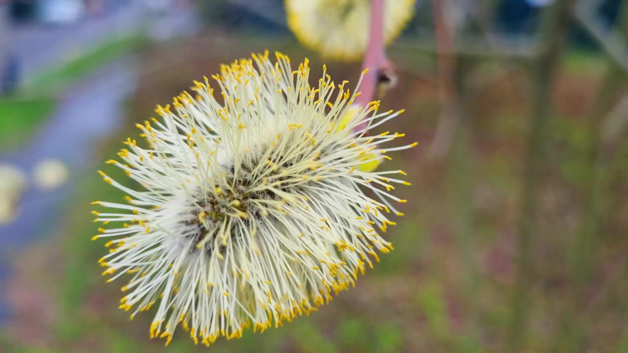 春天灌木开花树枝的特写视频素材