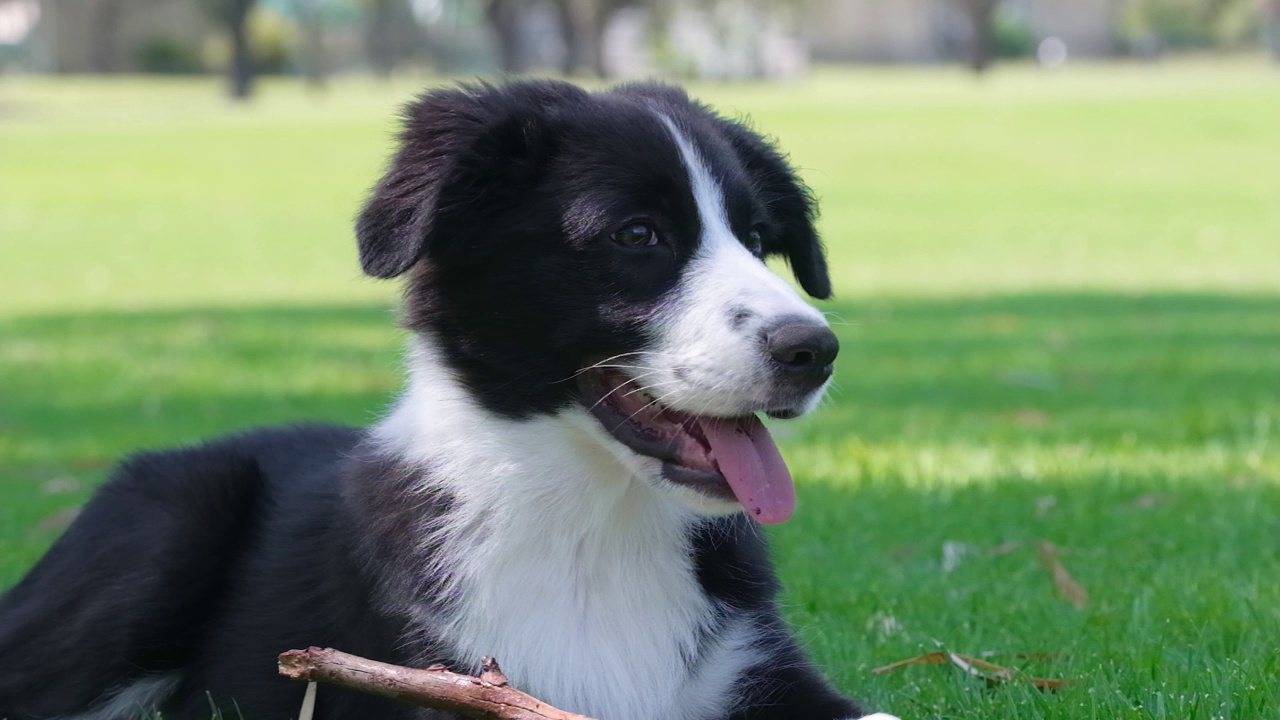 博德牧羊犬小狗躺在草地上视频素材