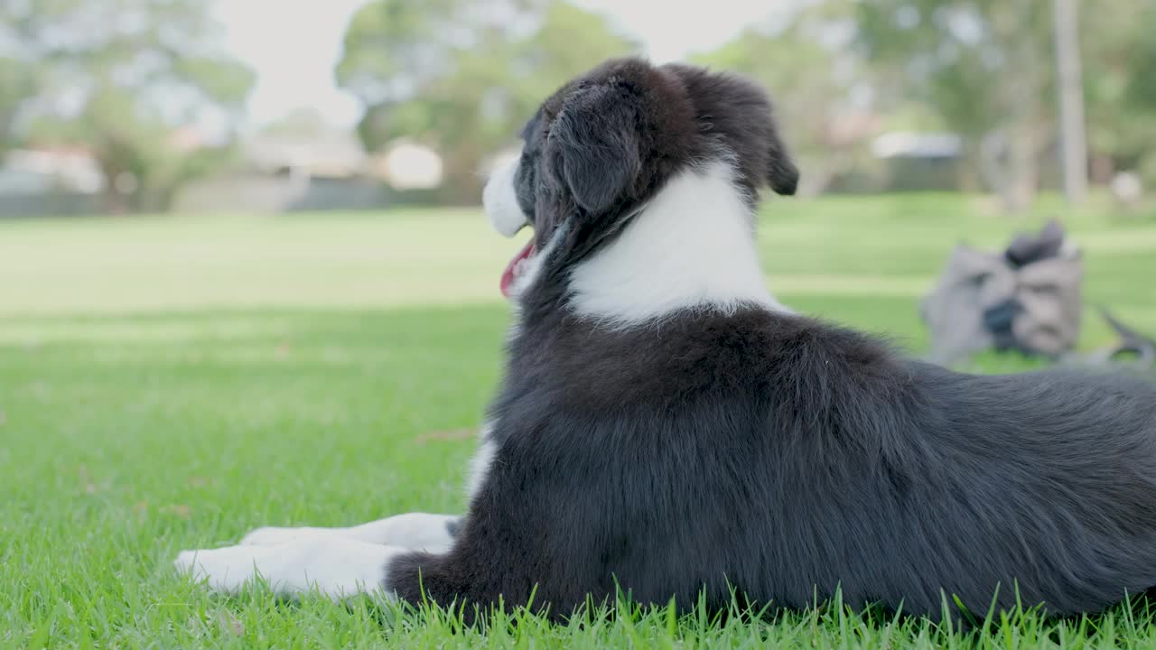 博德牧羊犬小狗躺在草地上视频素材