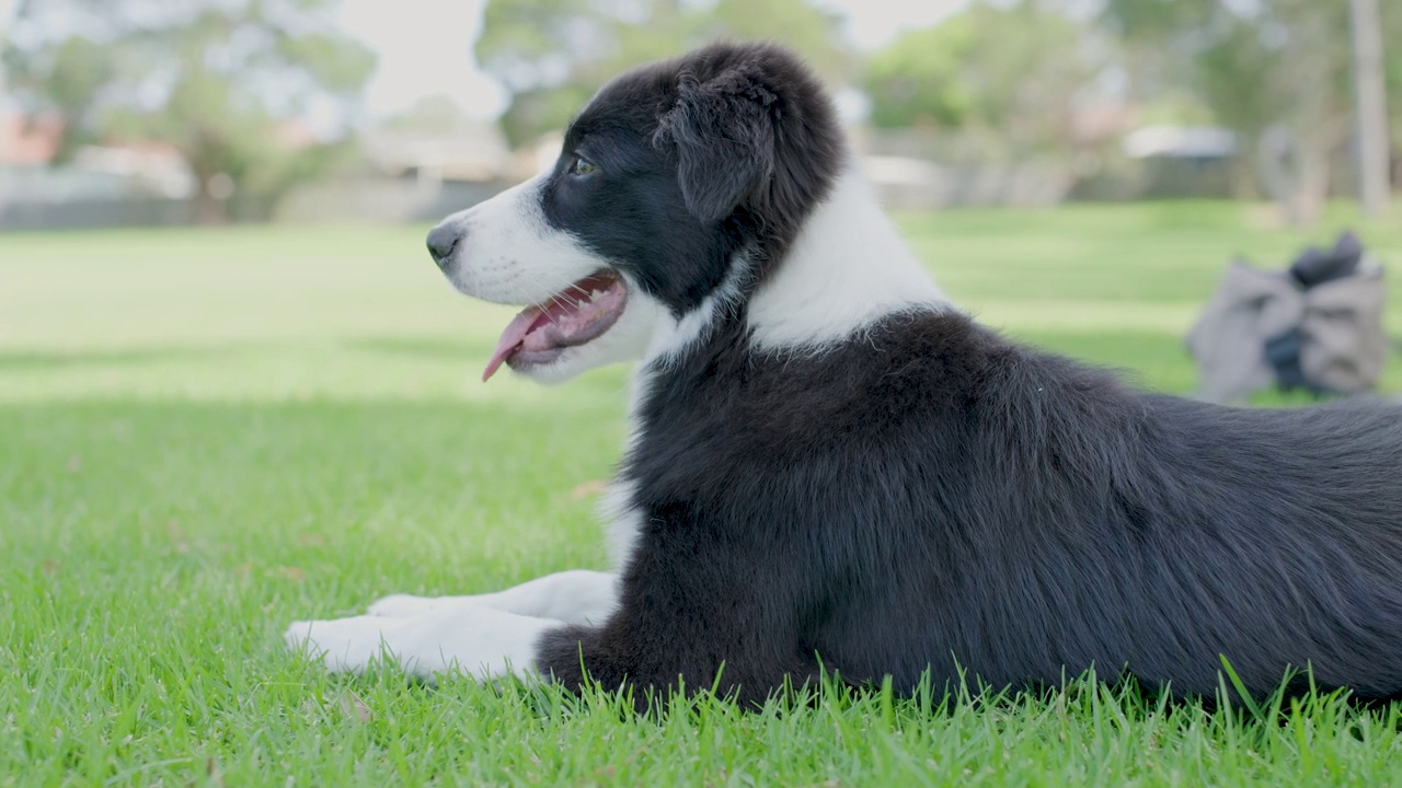 博德牧羊犬小狗躺在草地上视频素材