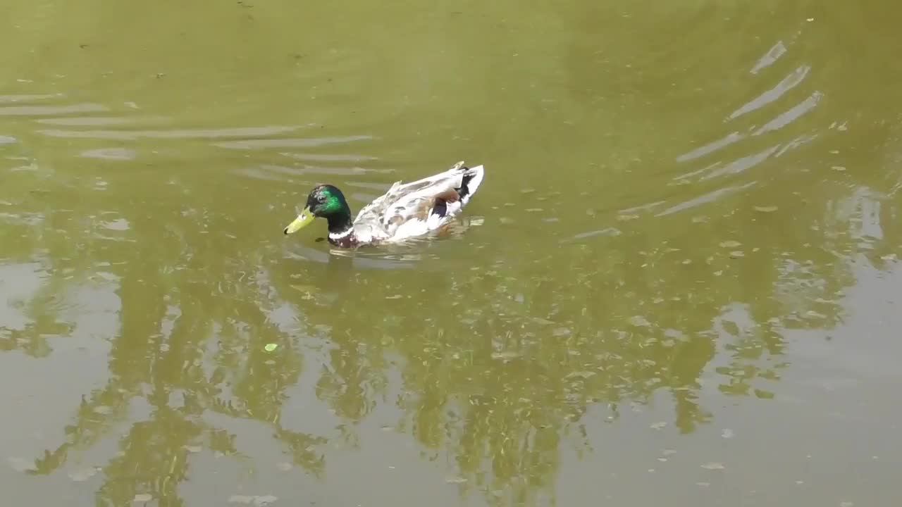 鸭子在沼泽湖里视频素材