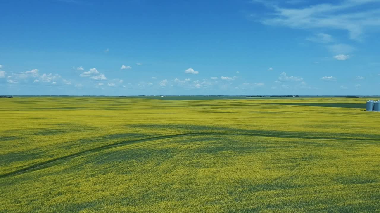 蓝天和油菜籽田视频素材