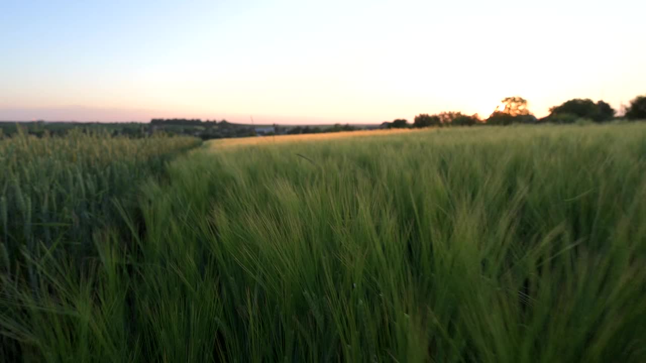 长满黑麦的绿色田野。夏天的日落视频素材