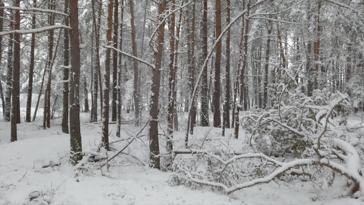 美丽的冬季森林，清新的白雪飘落，林地。全景。视频素材