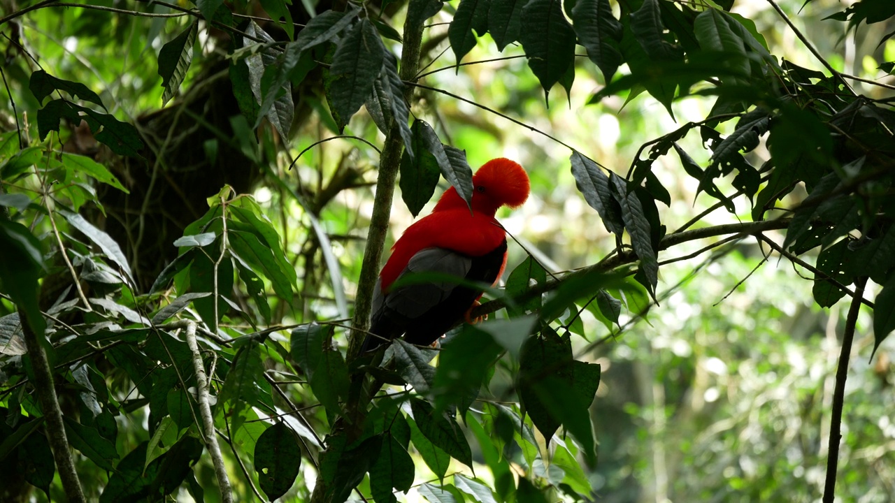 安第斯岩公鸡(Rupicola peruvianus)，在土著语言中也被称为Tunki，栖息在岩石花园自然保护区的树上视频素材