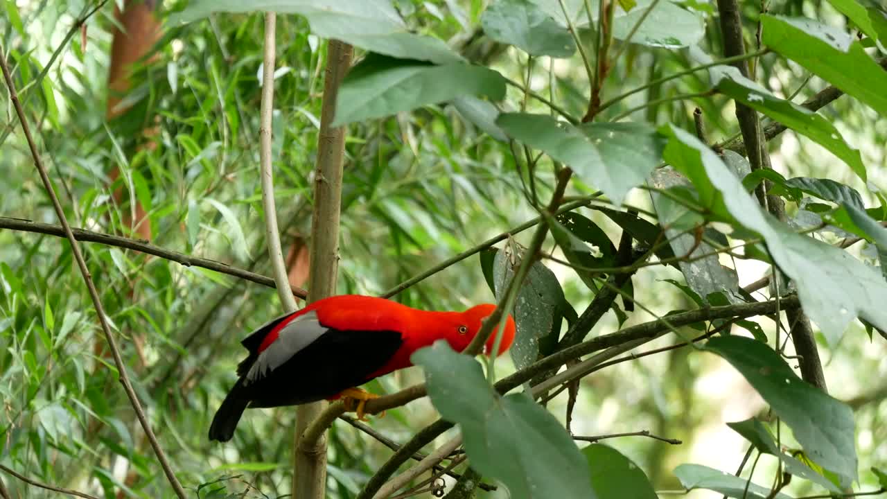 安第斯岩公鸡(Rupicola peruvianus)，在土著语言中也被称为Tunki，栖息在岩石花园自然保护区的树上视频素材