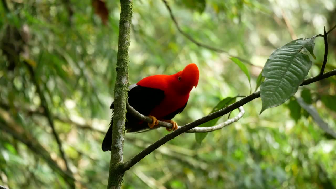 安第斯岩公鸡(Rupicola peruvianus)，在土著语言中也被称为Tunki，栖息在岩石花园自然保护区的树上视频素材