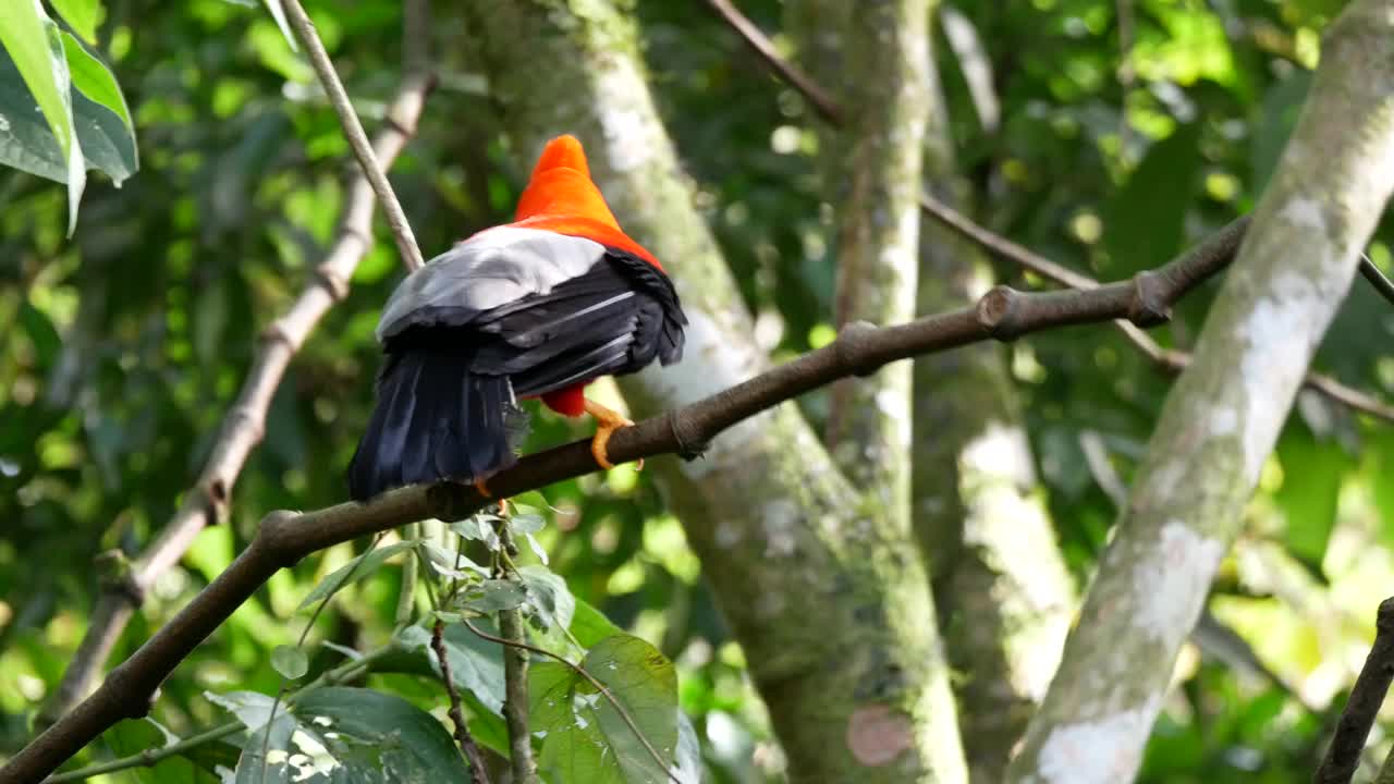 安第斯岩公鸡(Rupicola peruvianus)，在土著语言中也被称为Tunki，栖息在岩石花园自然保护区的树上视频素材