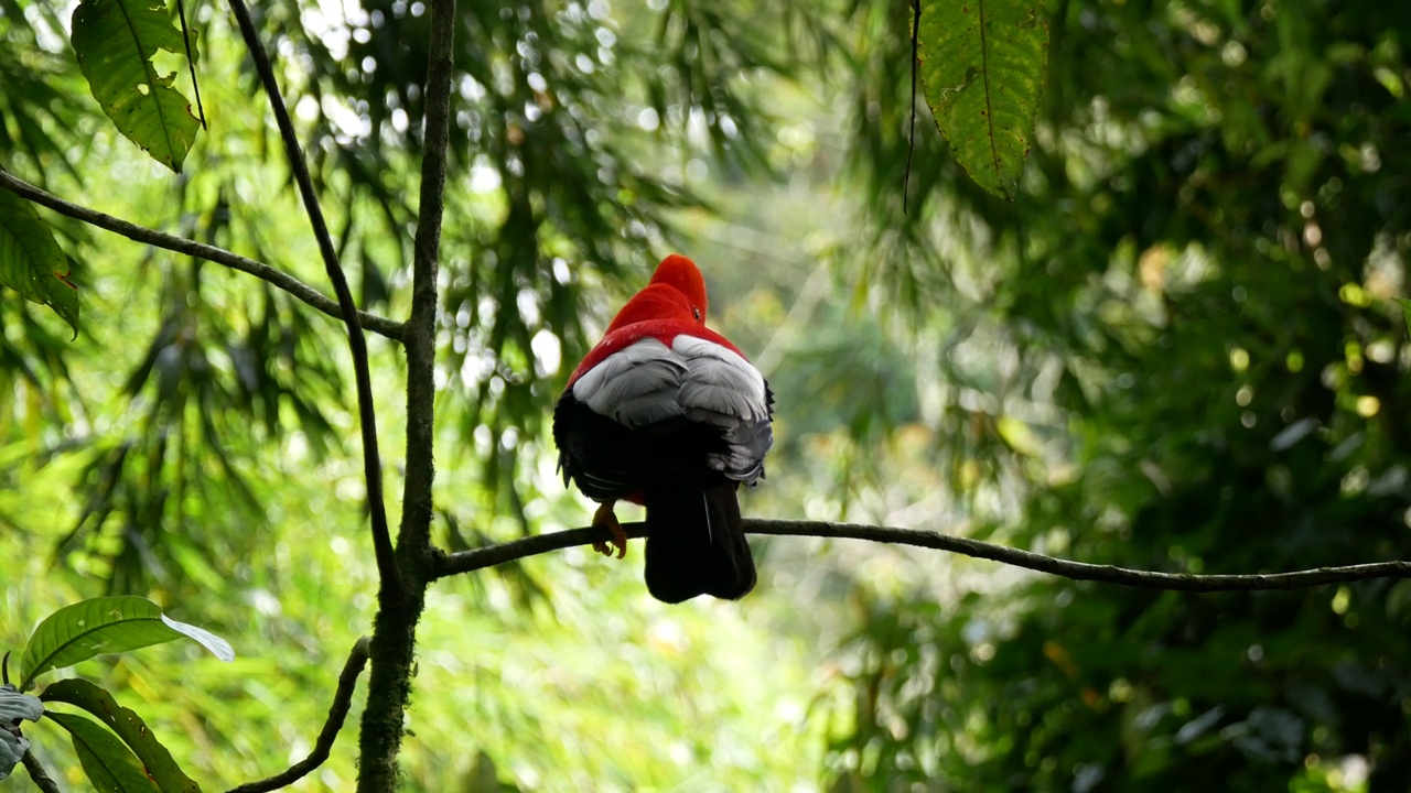 安第斯岩公鸡(Rupicola peruvianus)，在土著语言中也被称为Tunki，栖息在岩石花园自然保护区的树上视频素材