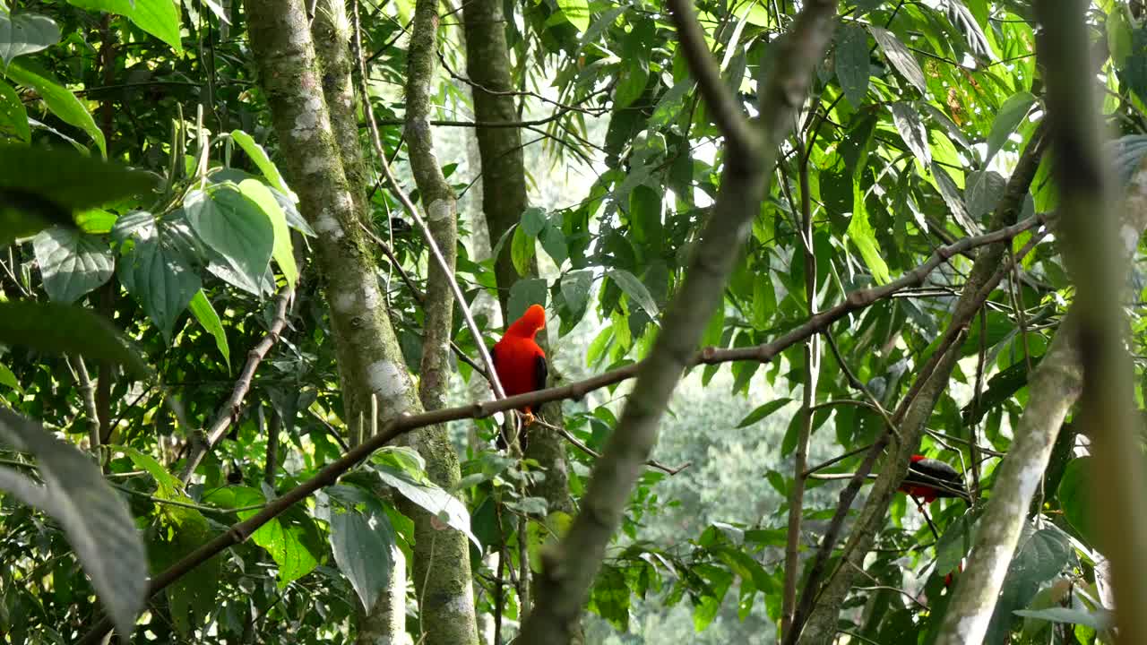 安第斯岩公鸡(Rupicola peruvianus)，在土著语言中也被称为Tunki，栖息在岩石花园自然保护区的树上视频素材