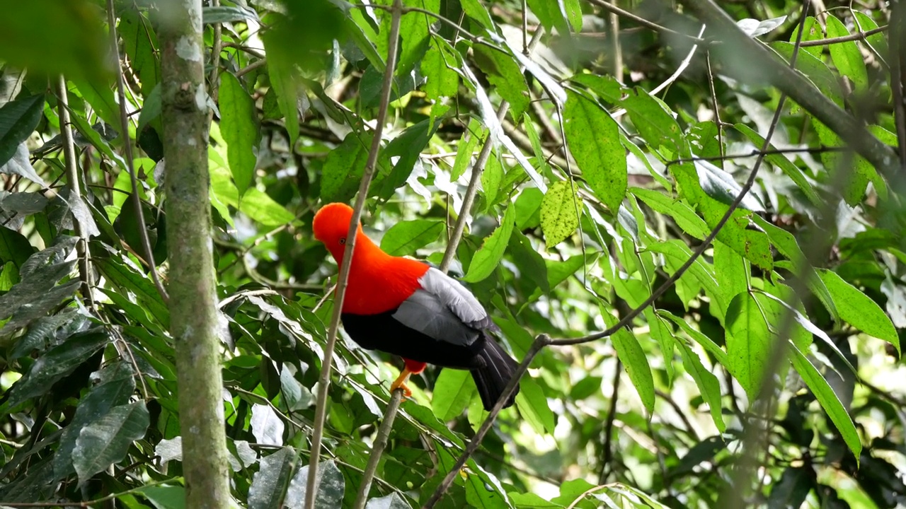 安第斯岩公鸡(Rupicola peruvianus)，在土著语言中也被称为Tunki，栖息在岩石花园自然保护区的树上视频素材