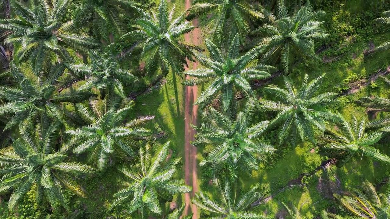 空中俯瞰油棕庄园的黄色土壤路径视频素材