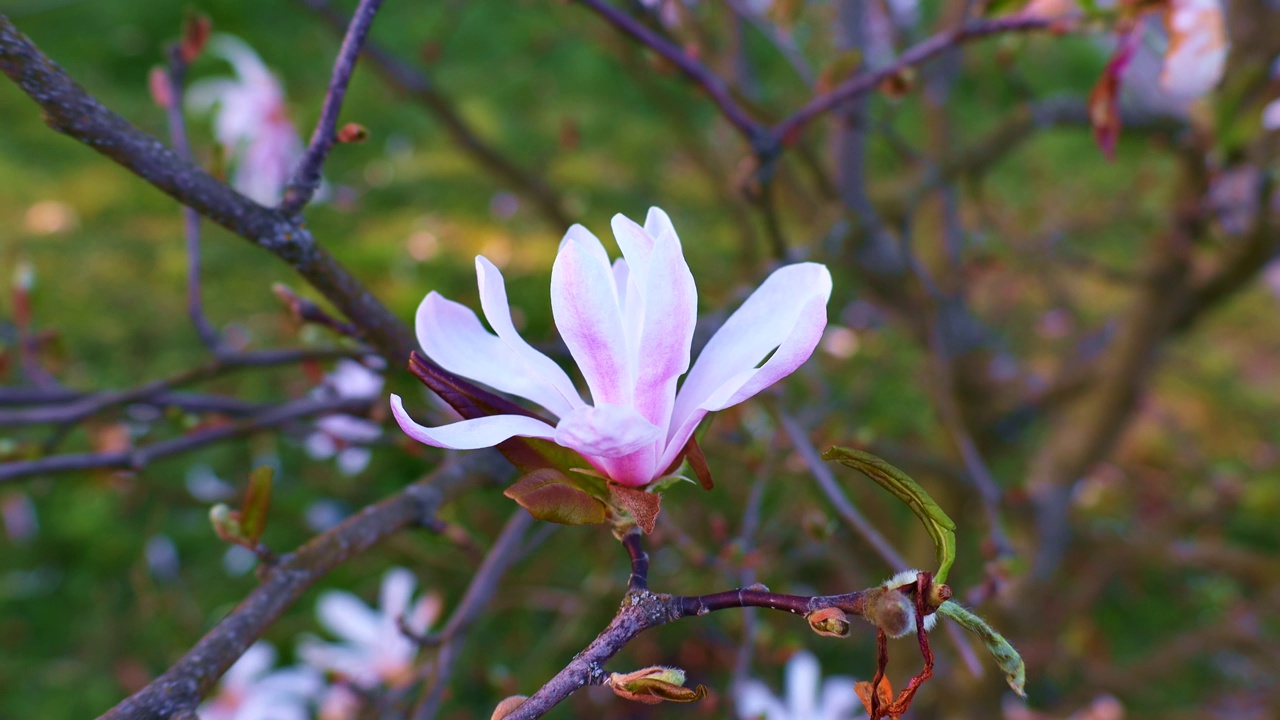 明亮的粉红色白玉兰，玫瑰百合花与绿色的叶子在春天的花园视频素材