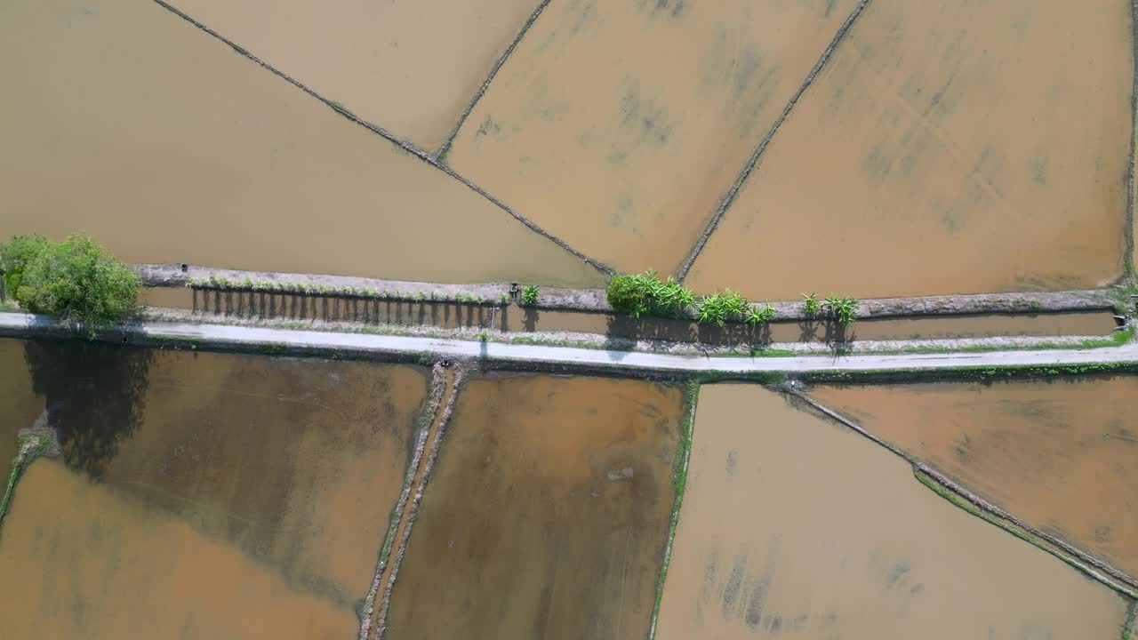 从空中俯瞰稻田里的乡村小路视频素材
