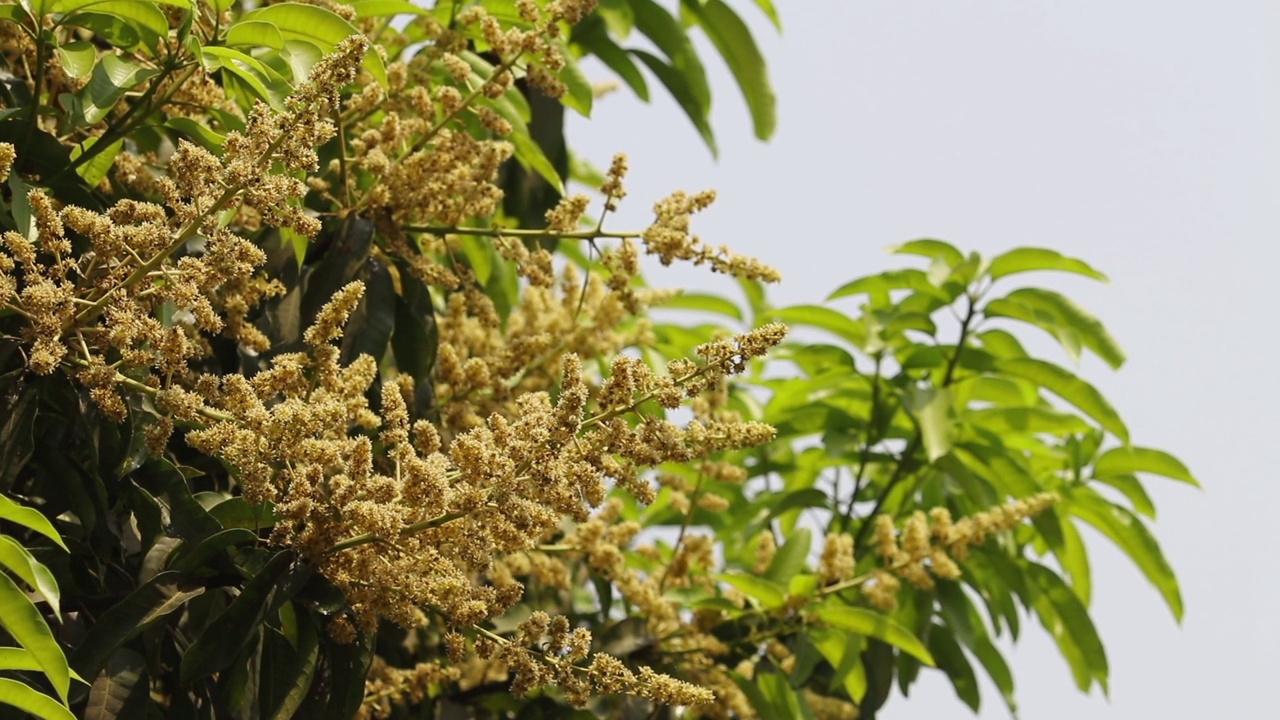 芒果花在树枝上的选择性聚焦特写视频素材