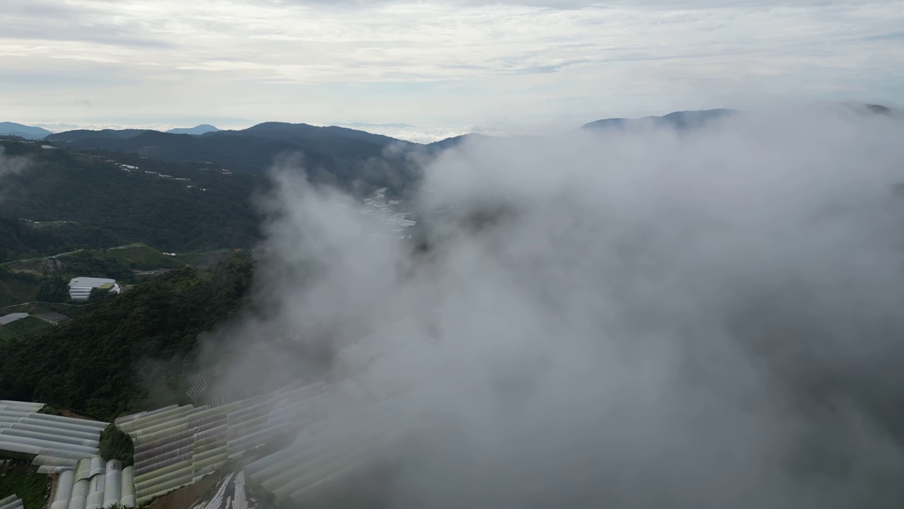 鸟瞰早晨种植园上空的低雾云视频素材