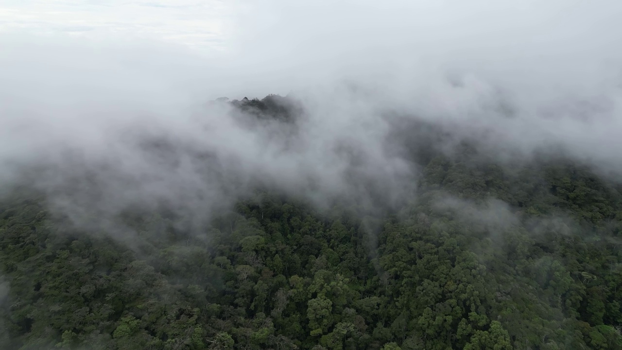 金马伦高地雨林上空的雾云视频素材