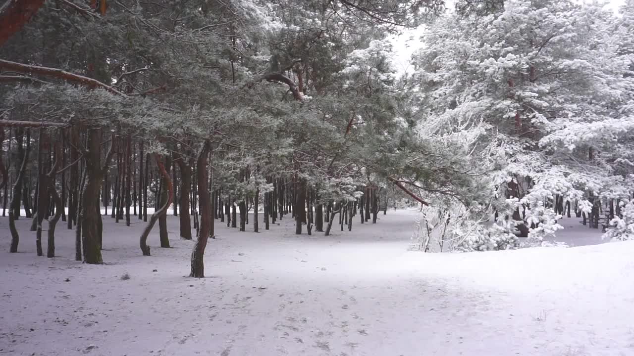 冬天视频素材