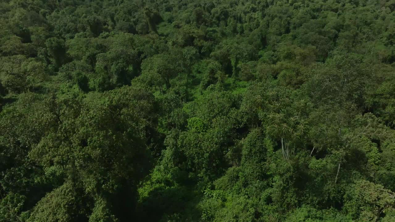 航拍的宁静和美丽的茂密的森林与绿色的树木在白天视频素材