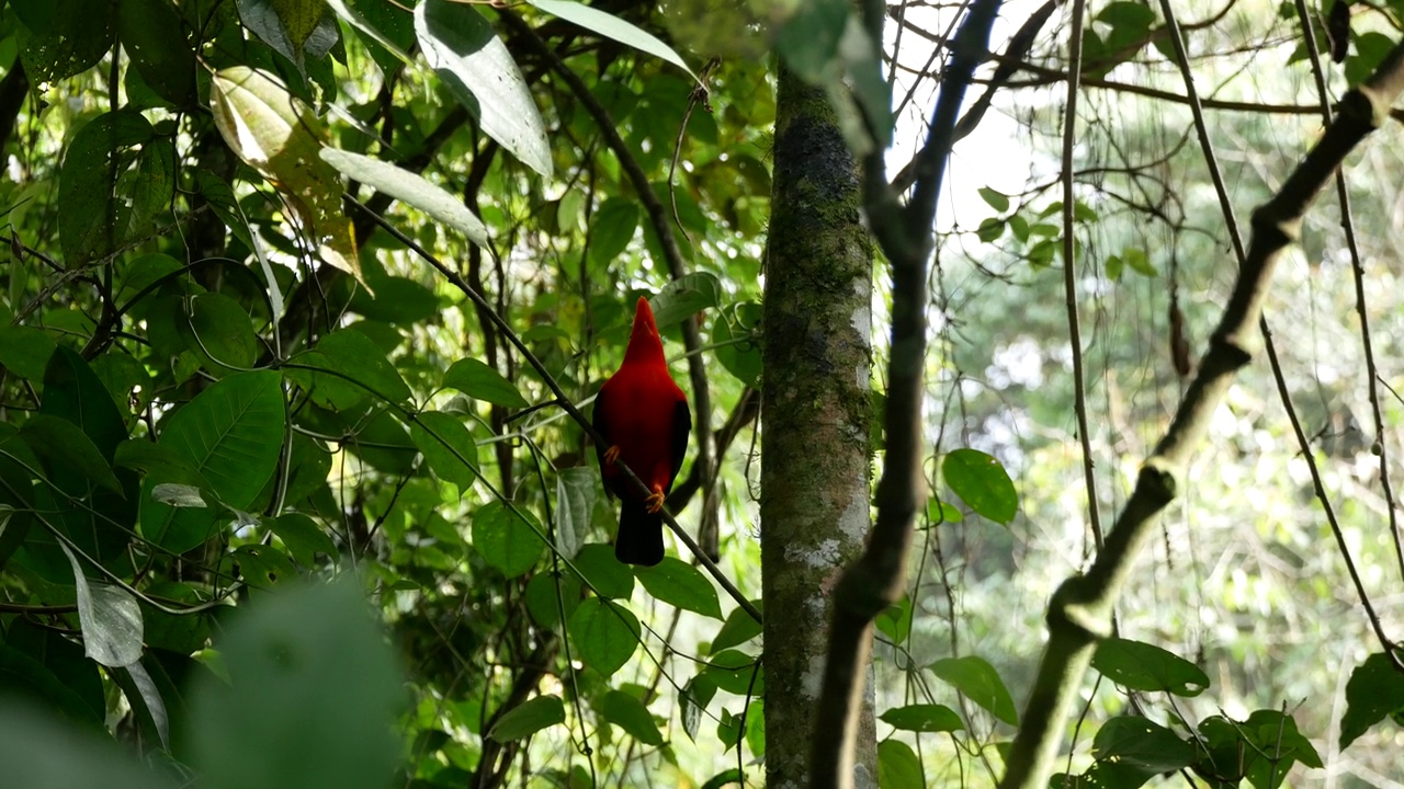 安第斯岩公鸡(Rupicola peruvianus)，在土著语言中也被称为Tunki，栖息在岩石花园自然保护区的树上视频素材