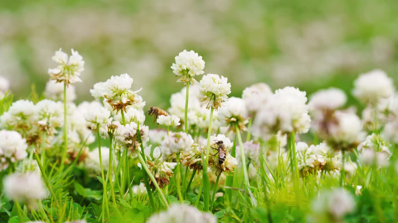 白三叶草花田特写时间。蜜蜂正在采蜜视频下载