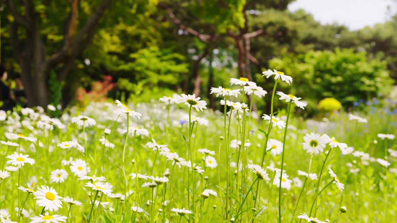 树林前的雏菊花田的时间流逝。背景中人们行走的模糊画面视频下载