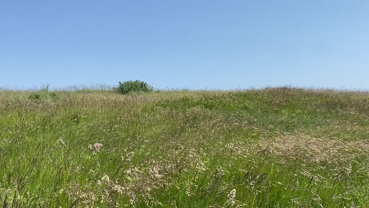 悬崖顶上长长的草在风中摇曳。苍蝇和蜜蜂嗡嗡地飞过。蓝天，夏日。风景如画。视频下载