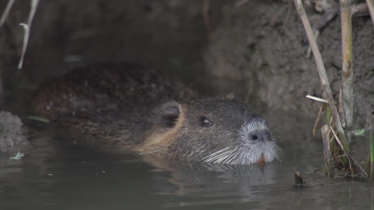 在阿塞拜疆的Nutria(肌鼠)视频素材