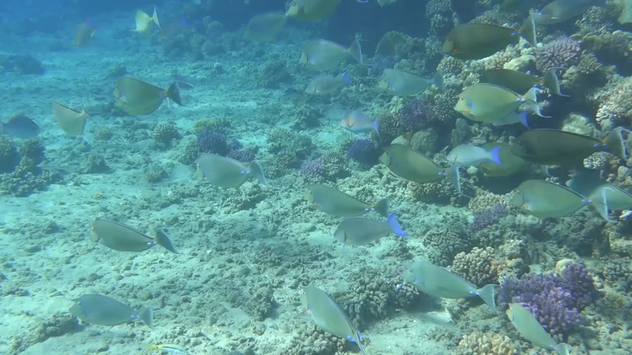 一大群蓝刺独角鱼在红海的珊瑚附近徘徊视频下载