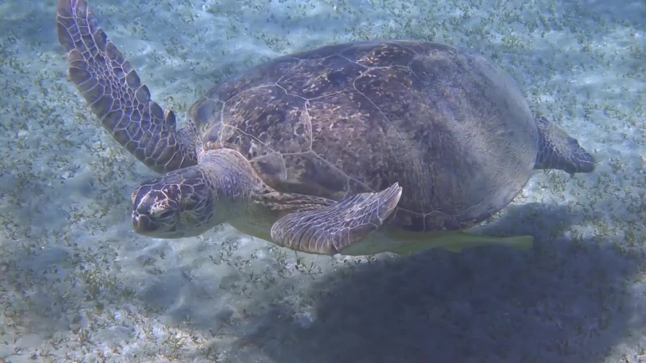 令人惊叹的红海玳瑁龟在海底附近游泳视频下载