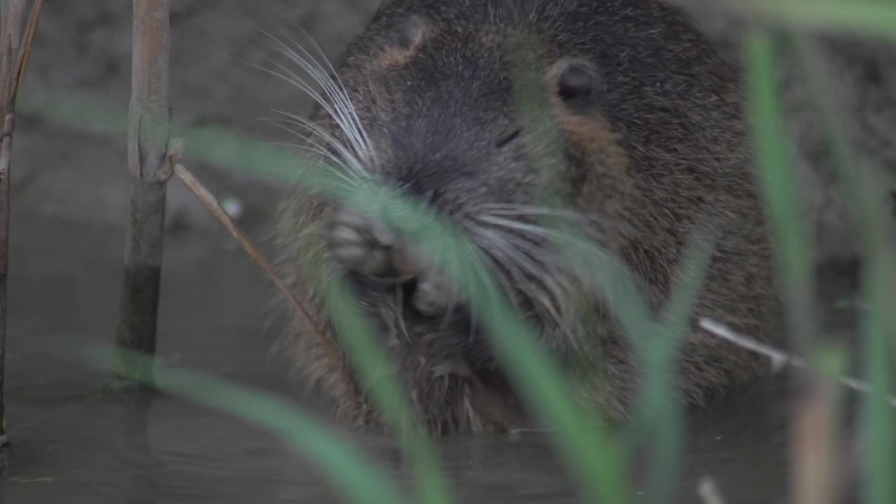 在阿塞拜疆的Nutria(肌鼠)视频素材