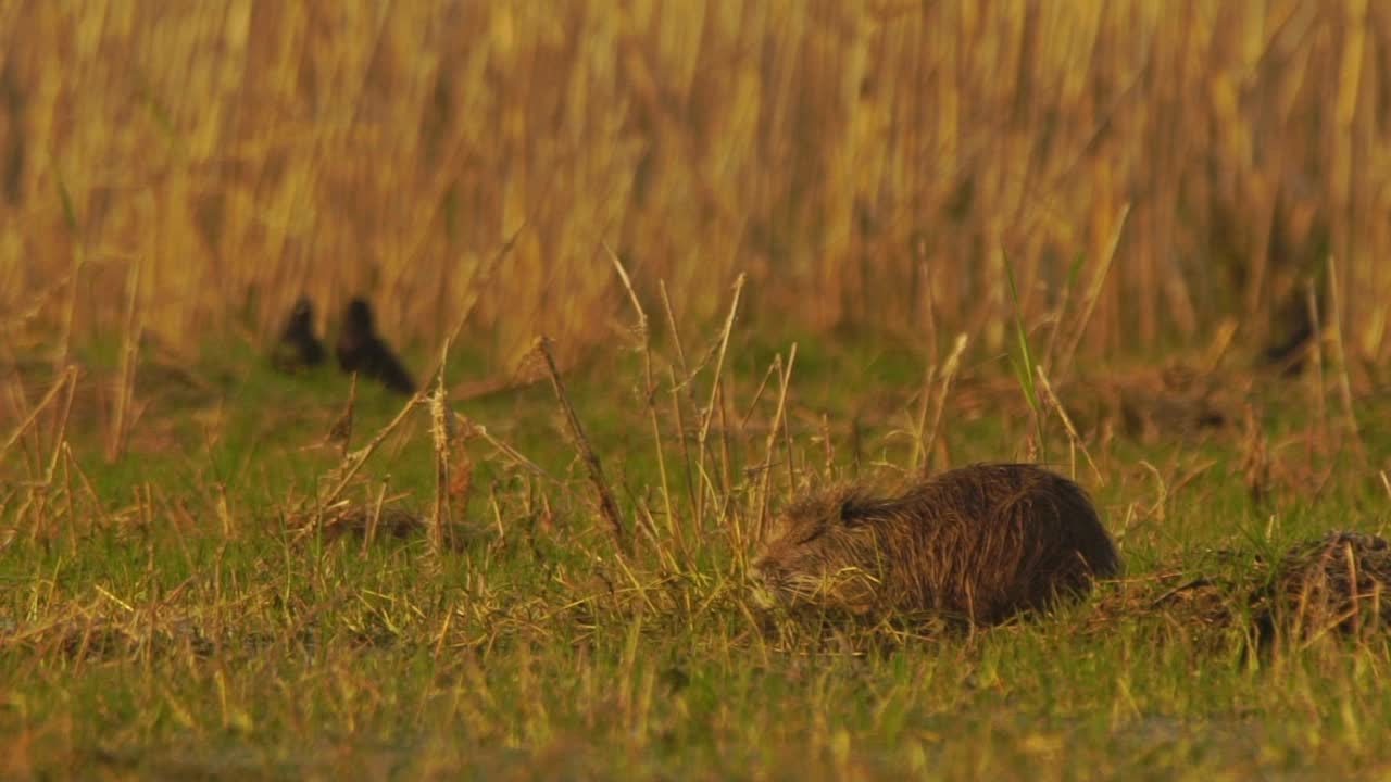 在阿塞拜疆的Nutria(肌鼠)视频素材