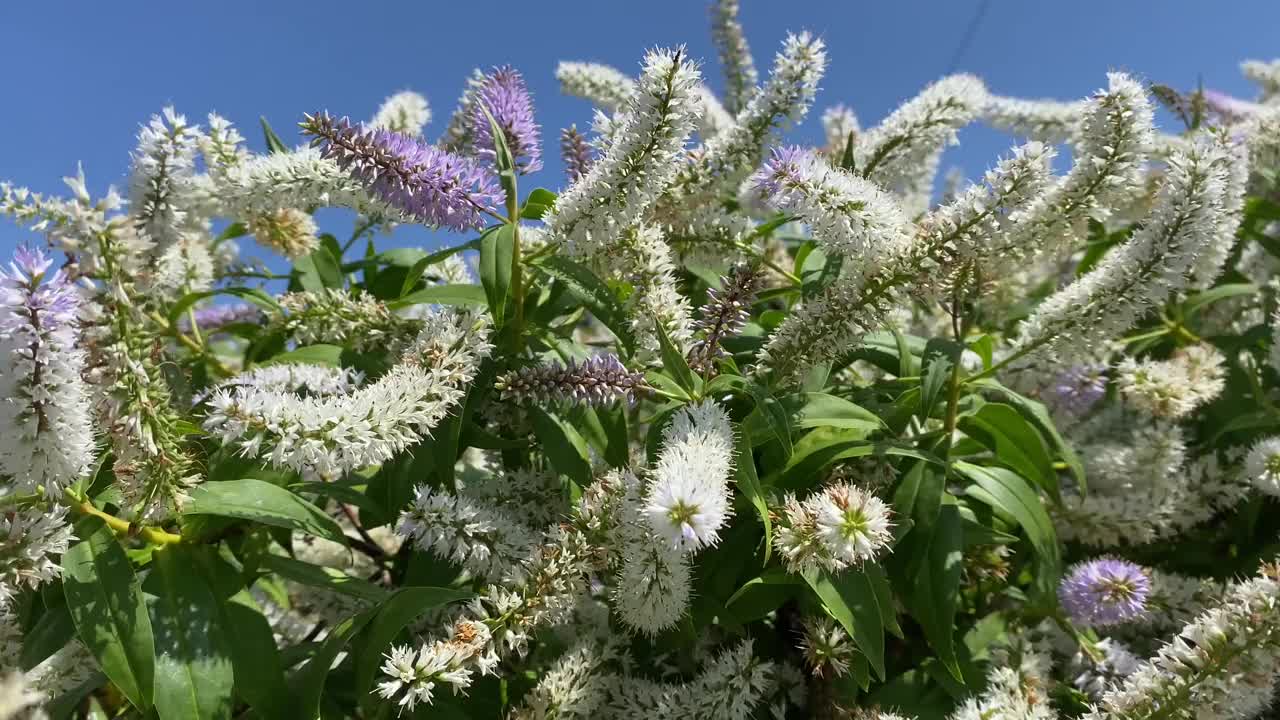 维罗妮卡派Hebe '仲夏美人'花，白色和紫色的长花。夏天的阳光靠近。扫过天空和花朵。视频素材