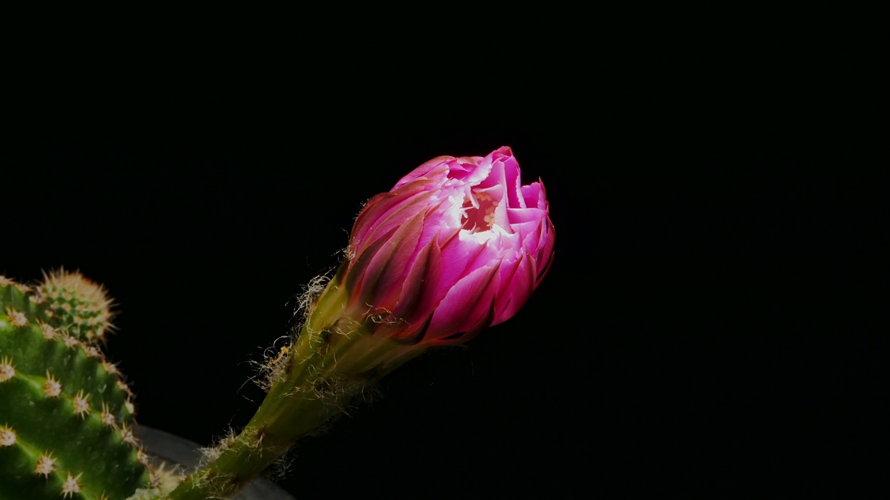 洛比维亚仙人掌花开花，小仙人掌在黑色背景的花盆视频素材