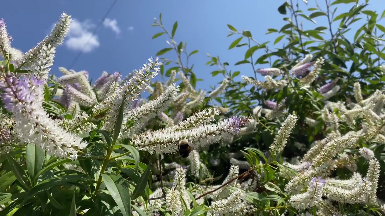 维罗妮卡派Hebe '仲夏美人'花，白色和紫色的长花。夏天的阳光靠近。跟着大黄蜂在花上授粉。视频下载