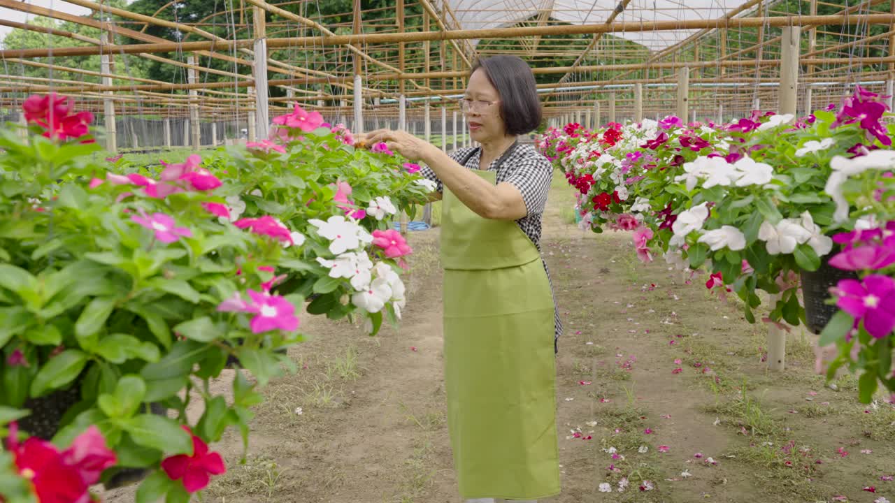 观赏植物产业，花卉种植商业视频素材