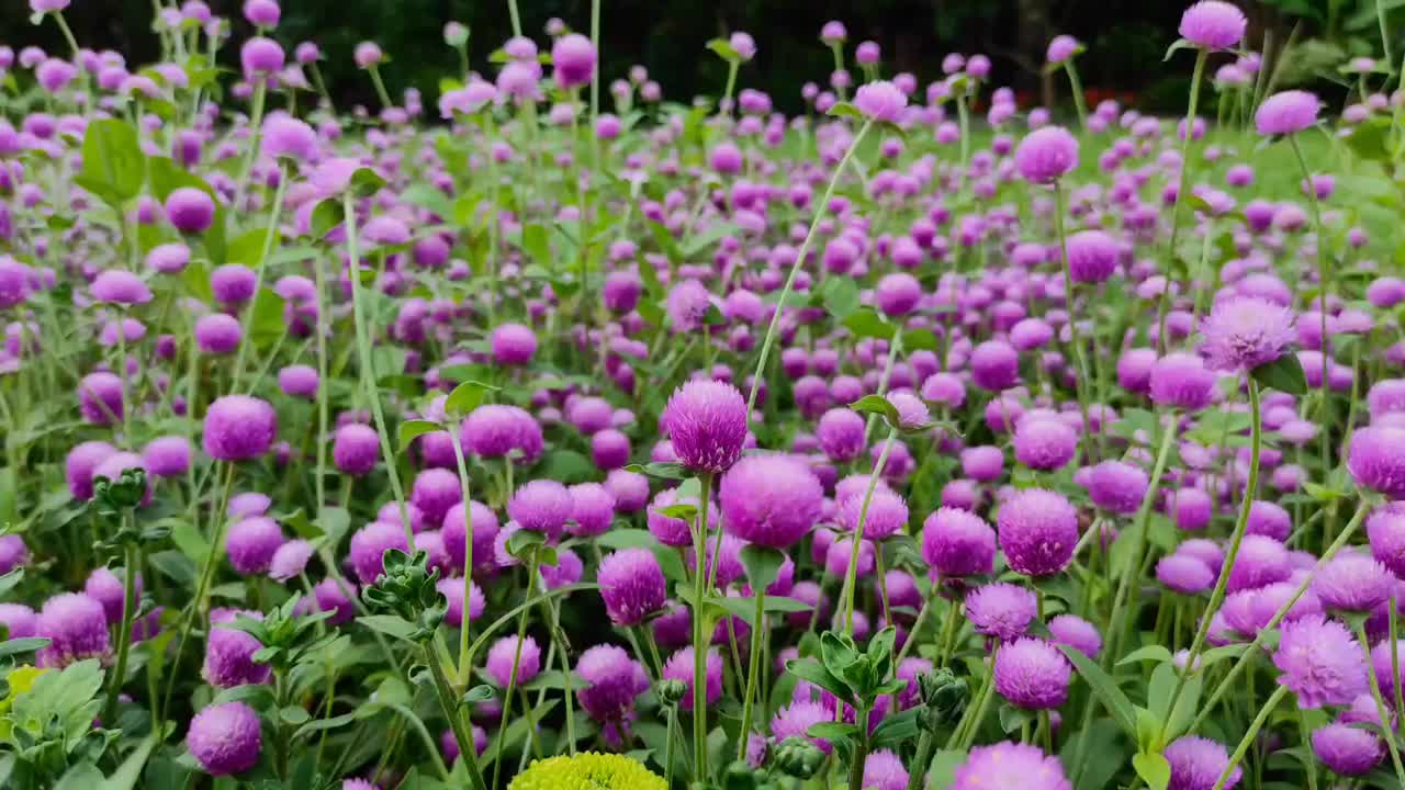 圆圆花或球形花视频素材