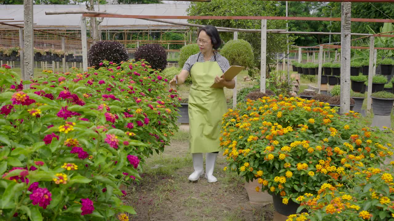 花卉栽培以苗圃种植为业，资深种植户在盆栽中检查花卉生长情况视频素材