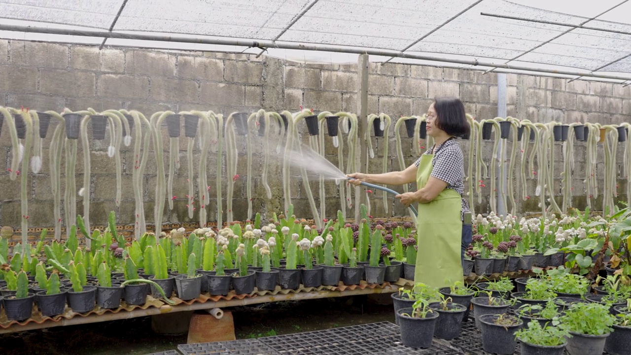 活跃的老农民在温室苗圃里给植物浇水视频下载