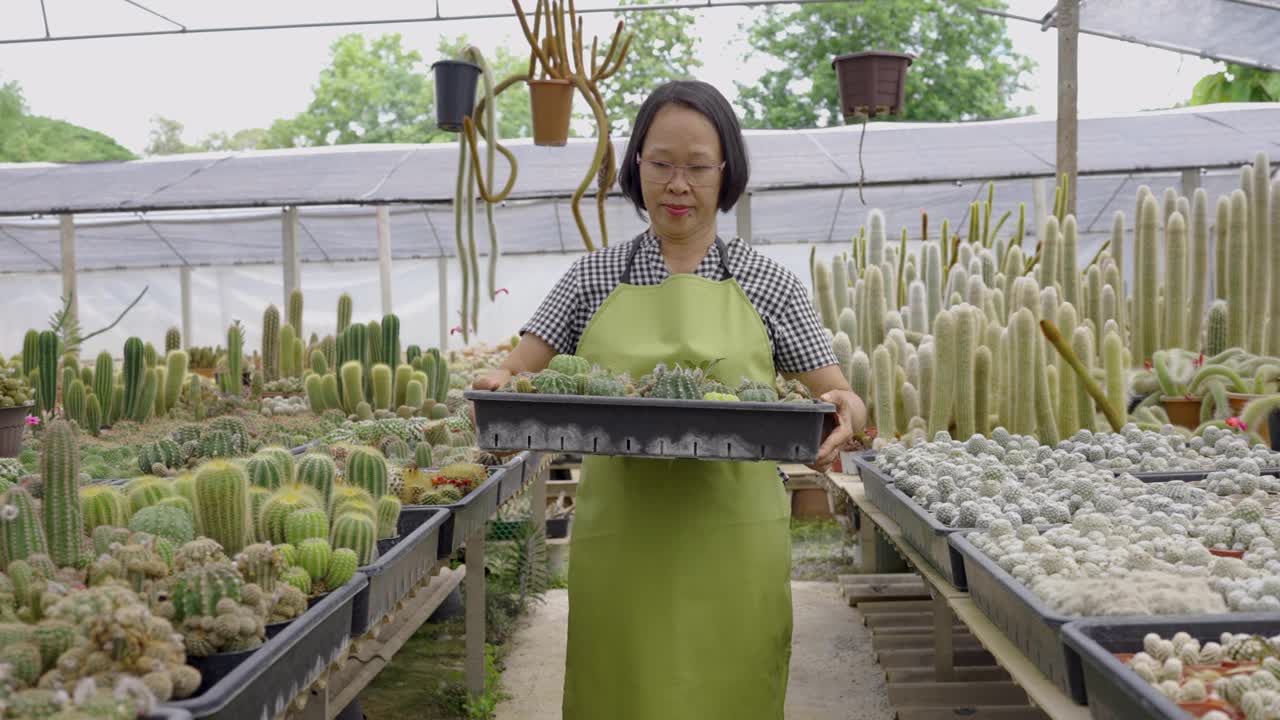 活跃的高级农民园艺仙人掌植物在温室苗圃视频素材