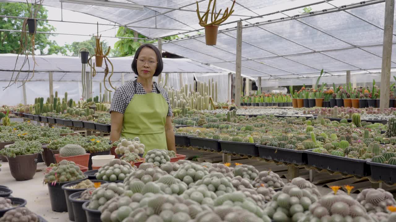 活跃的高级农民园艺仙人掌植物在温室苗圃视频下载