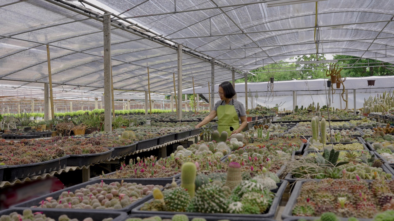 活跃的高级农民园艺仙人掌植物在温室苗圃视频下载