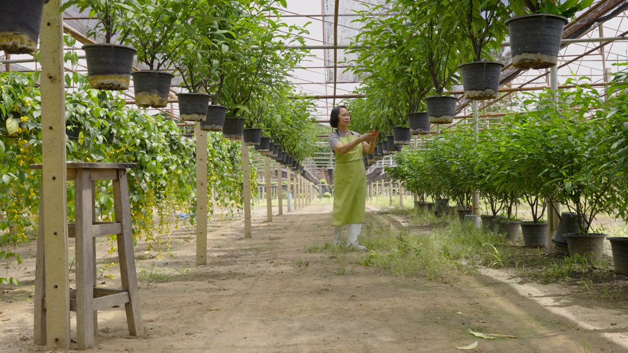 高级花匠女在温室、观赏植物行业行走护理花卉视频素材