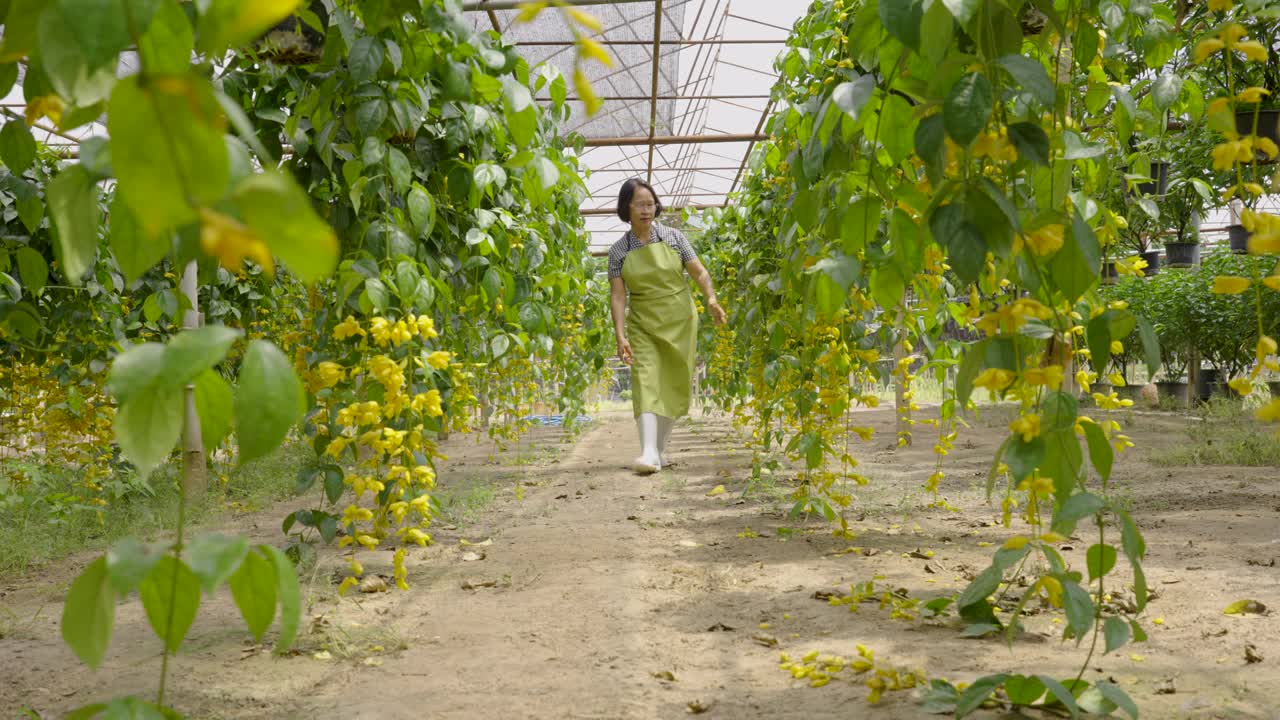 高级农妇在温室苗圃园艺观赏植物视频下载