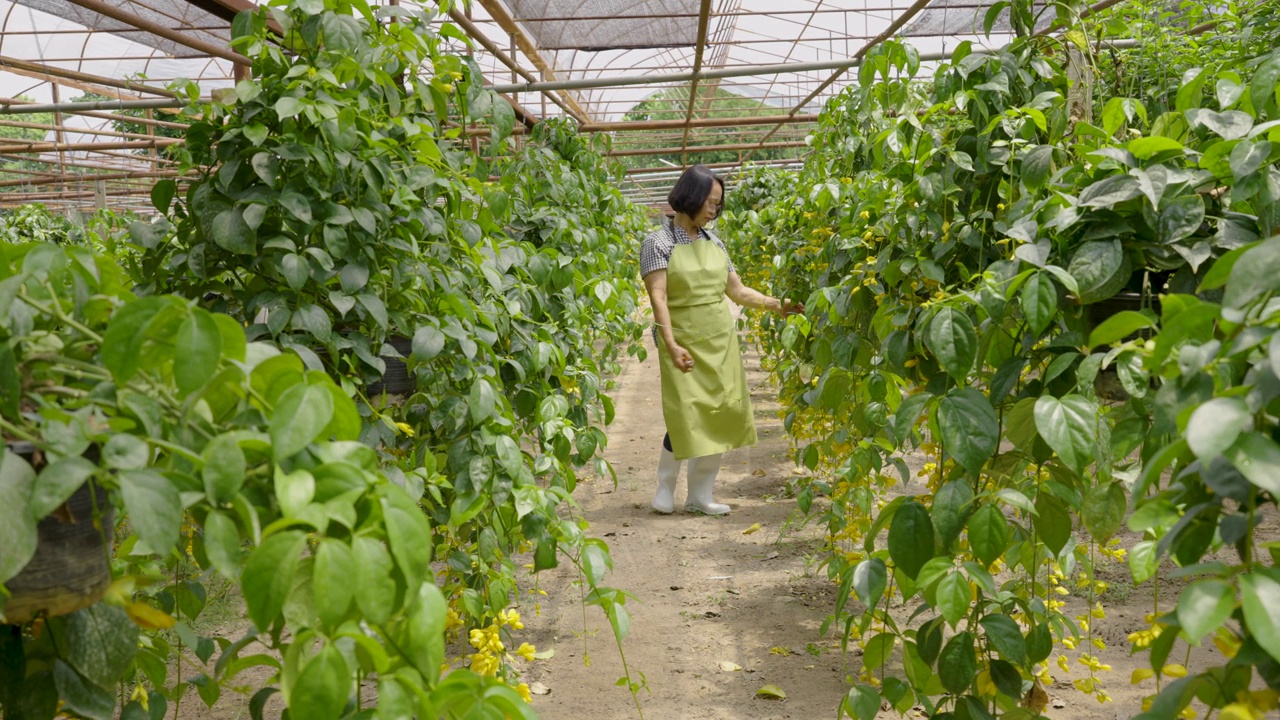 高级农妇在温室苗圃园艺观赏植物视频下载