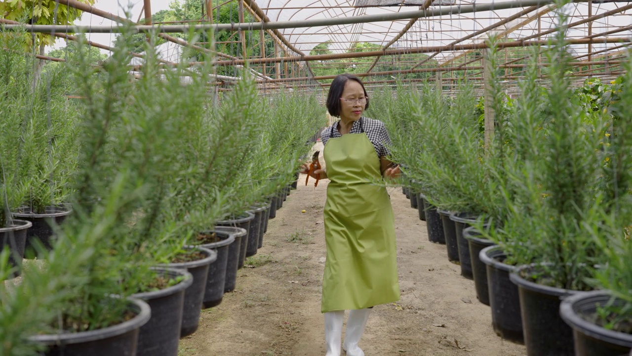 观赏花卉栽培及苗木制品行业，小企业主高级妇女在苗木中装饰观赏植物视频素材