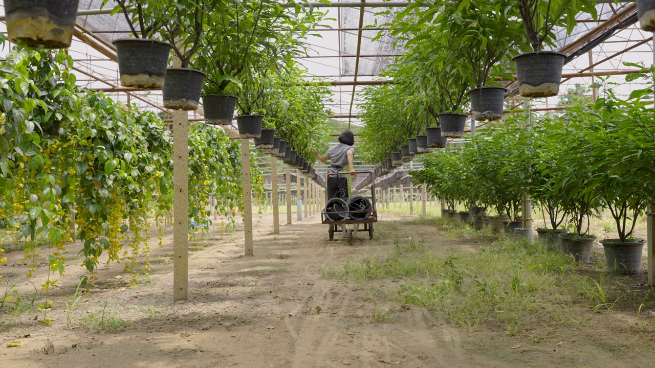 老年农妇对温室苗圃观赏植物养护的农业活动视频素材