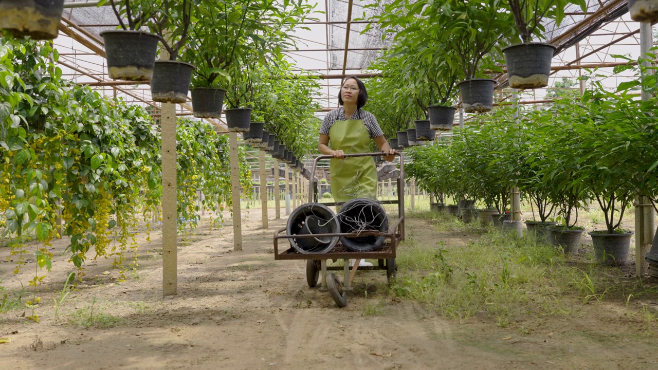 用于商业观赏花卉种植，工业生产观赏植物视频下载